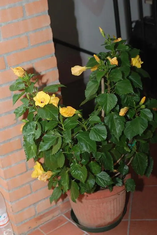 Il Sole Bed & Breakfast Forli Italy
